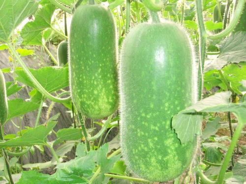 每日大赛 吃瓜入口,吃瓜入口,揭秘娱乐圈幕后风云